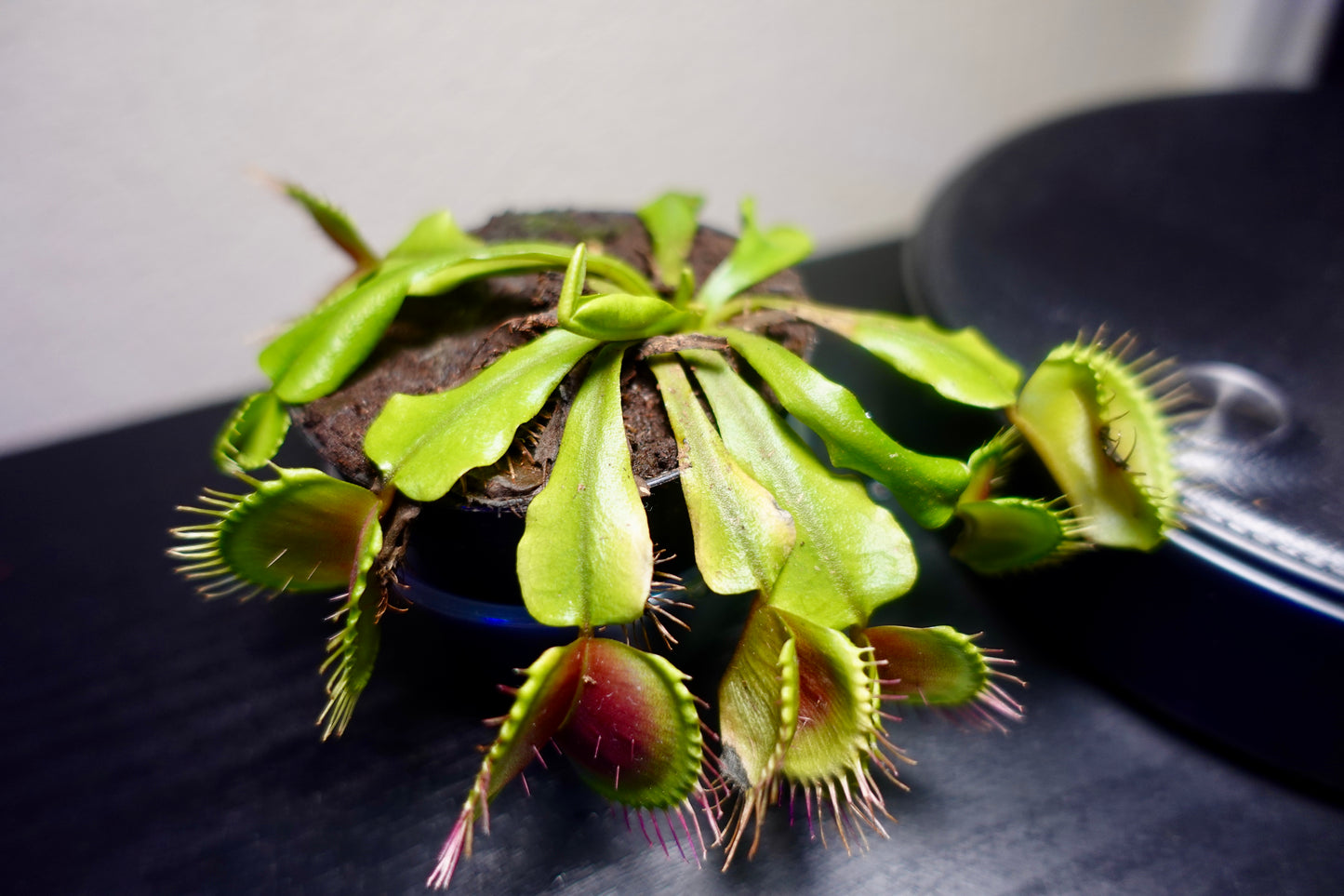 Venus Fly Trap Extra Large 3" Potted