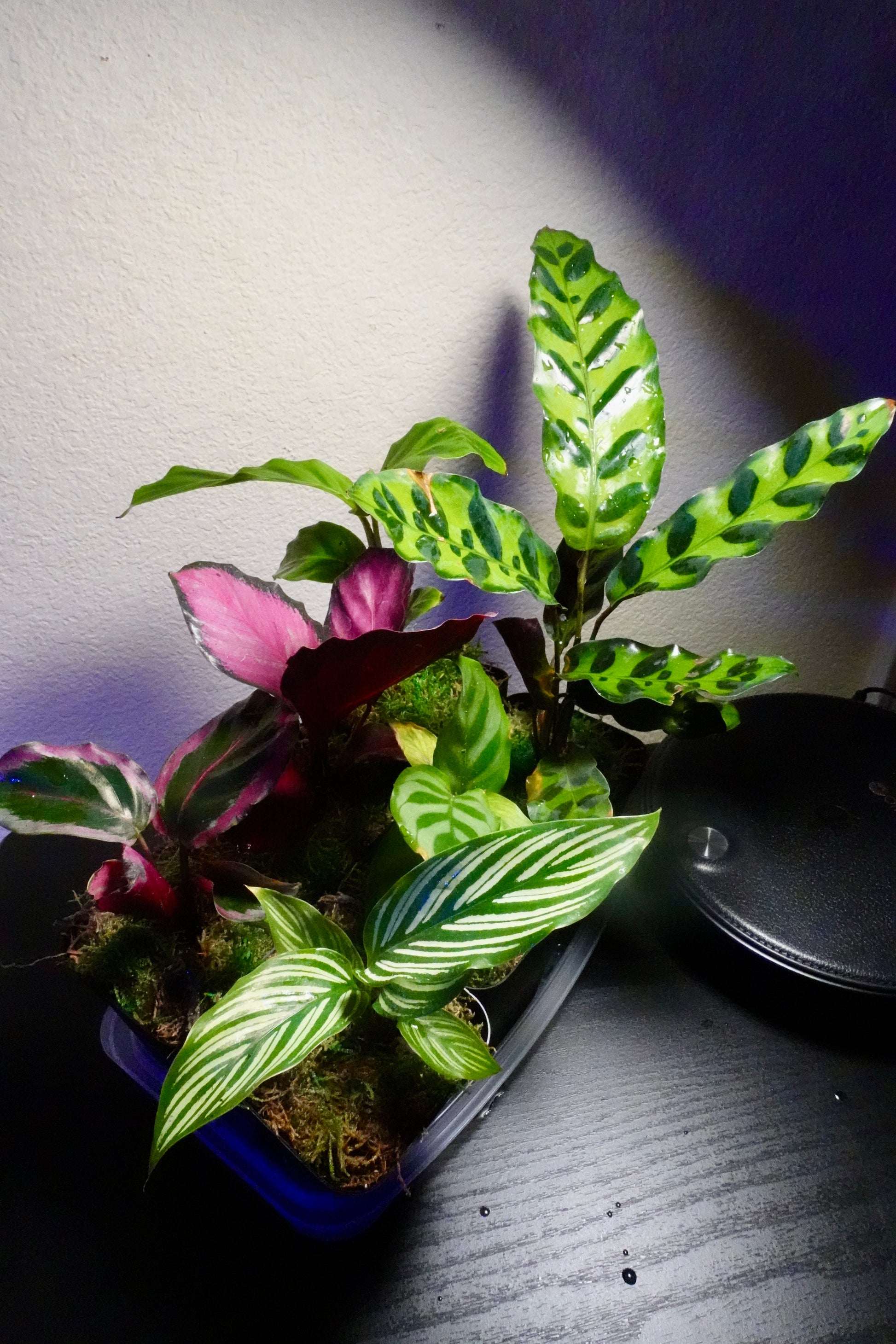 cheap exotic house plants Grower's Choice 6 Premium High Quality Tropical House Plants – Enchanted Grow
