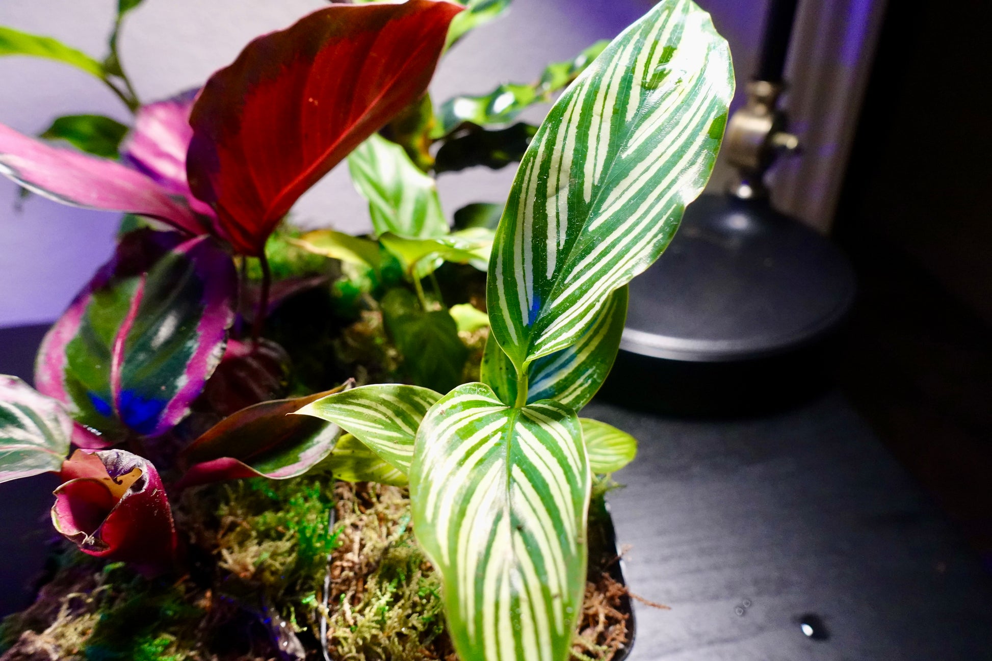 cheap exotic house plants Grower's Choice 6 Premium High Quality Tropical House Plants – Enchanted Grow