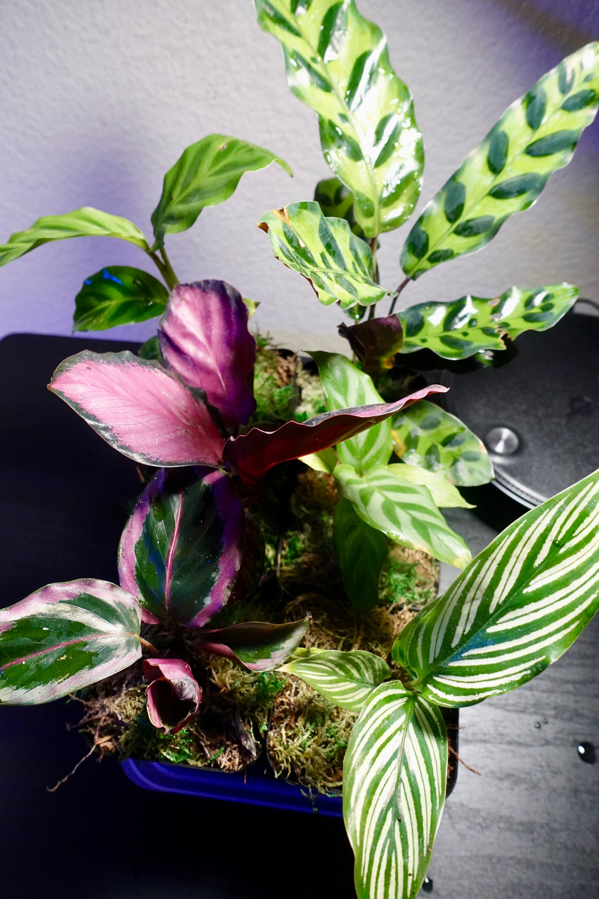 tropical flower house plant Grower's Choice 6 Premium High Quality Tropical House Plants