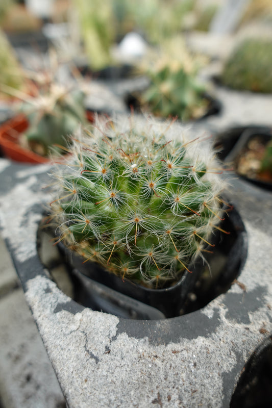 Powder Puff Cactus (Mammillaria bocasana) – Soft-Spined Desert Beauty