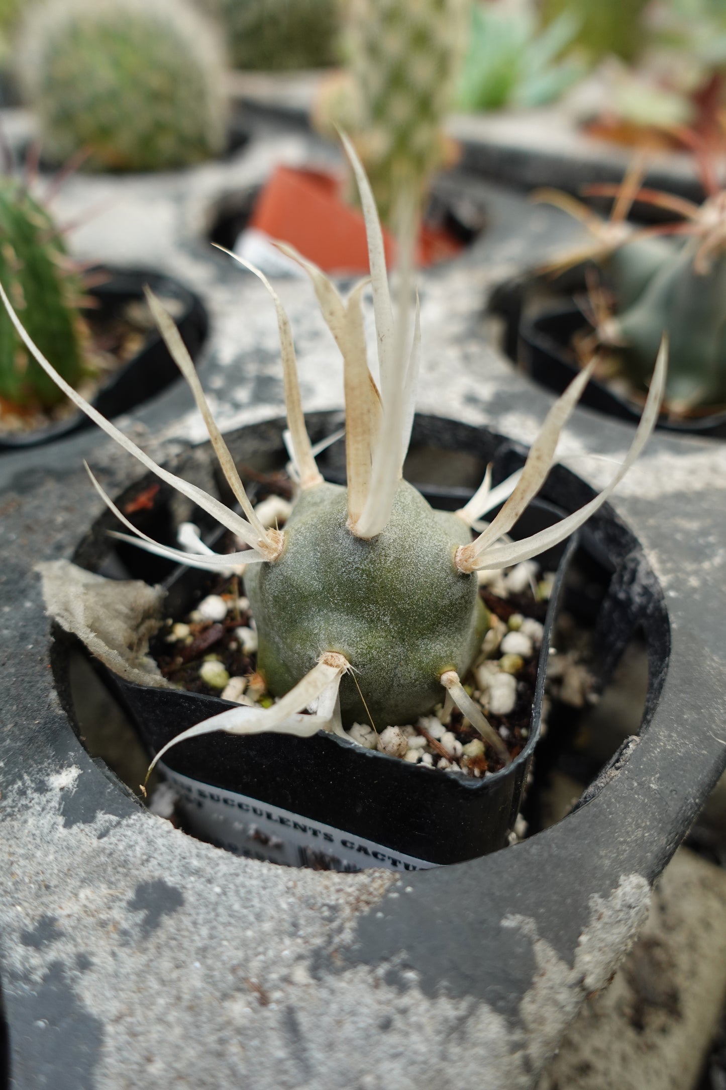Paper Spine Cactus (Tephrocactus articulatus var. papyracanthus) – Unique Segmented Cactus