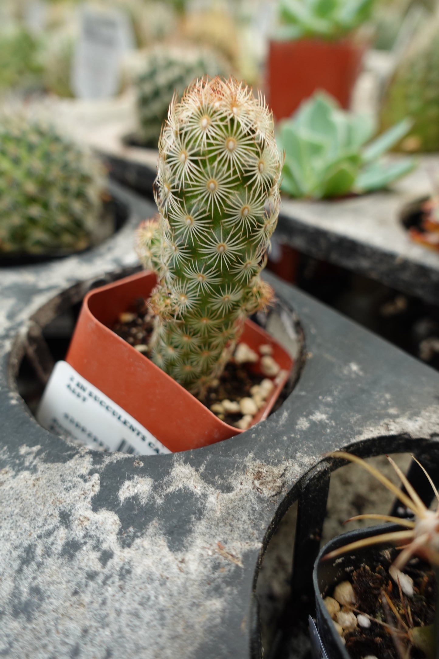 Ladyfinger Cactus (Mammillaria elongata) – Elegant Star-Spined Cactus