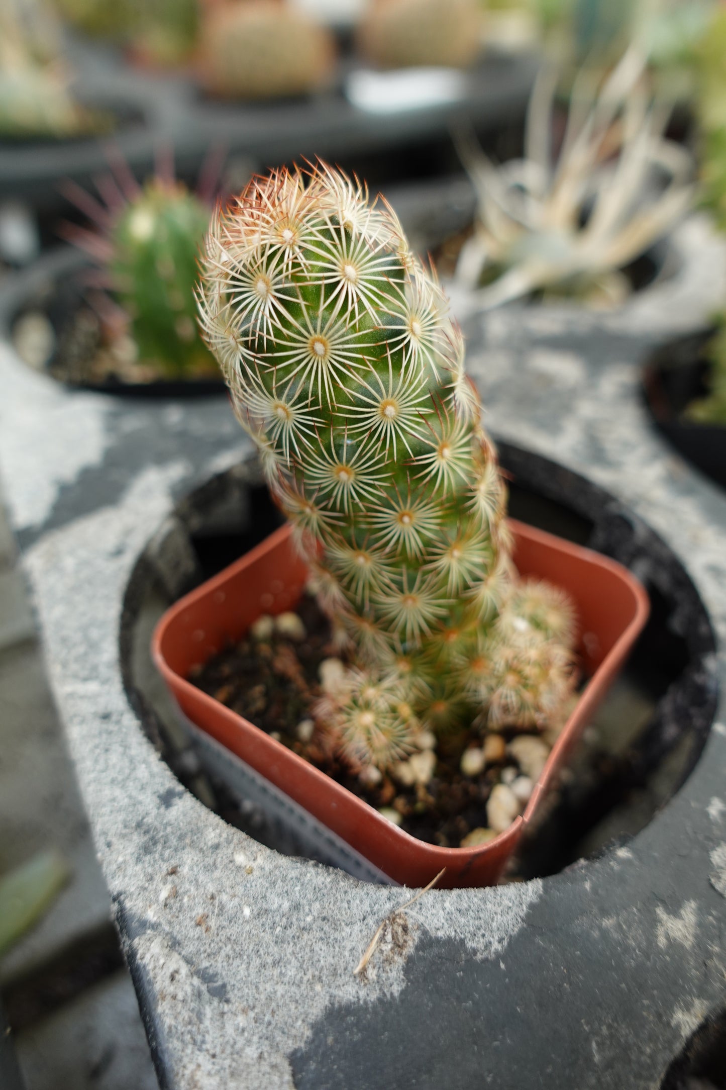 Ladyfinger Cactus (Mammillaria elongata) – Elegant Star-Spined Cactus