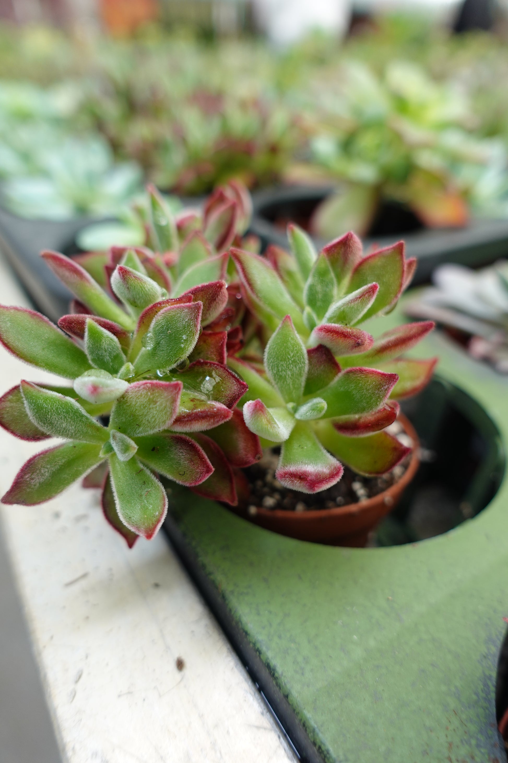 succulent red and green Echeveria pulvinata 'Ruby' – Fuzzy Red Velvet Succulent – Enchanted Grow