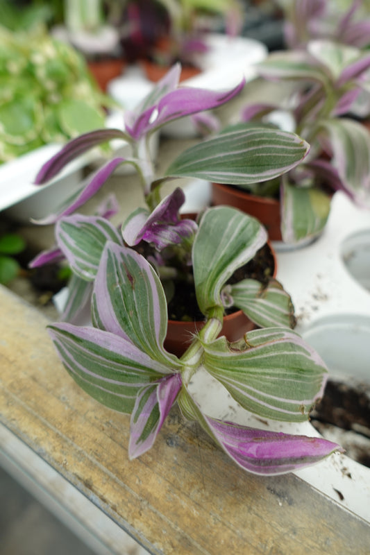 tradescantia 'nanouk'