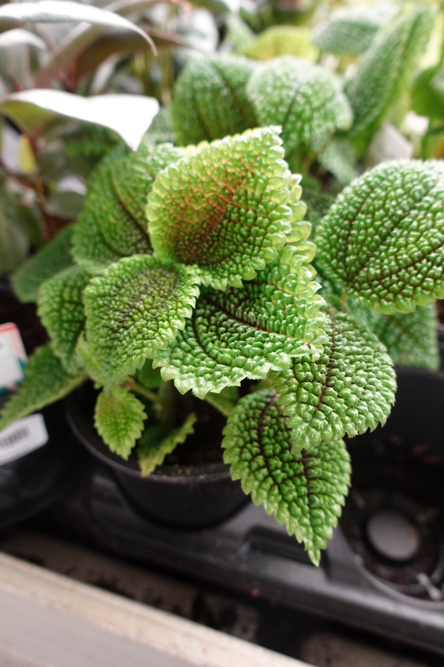 Pilea 'Moon Valley' 4" – Textured Neon Foliage with a Tropical Touch