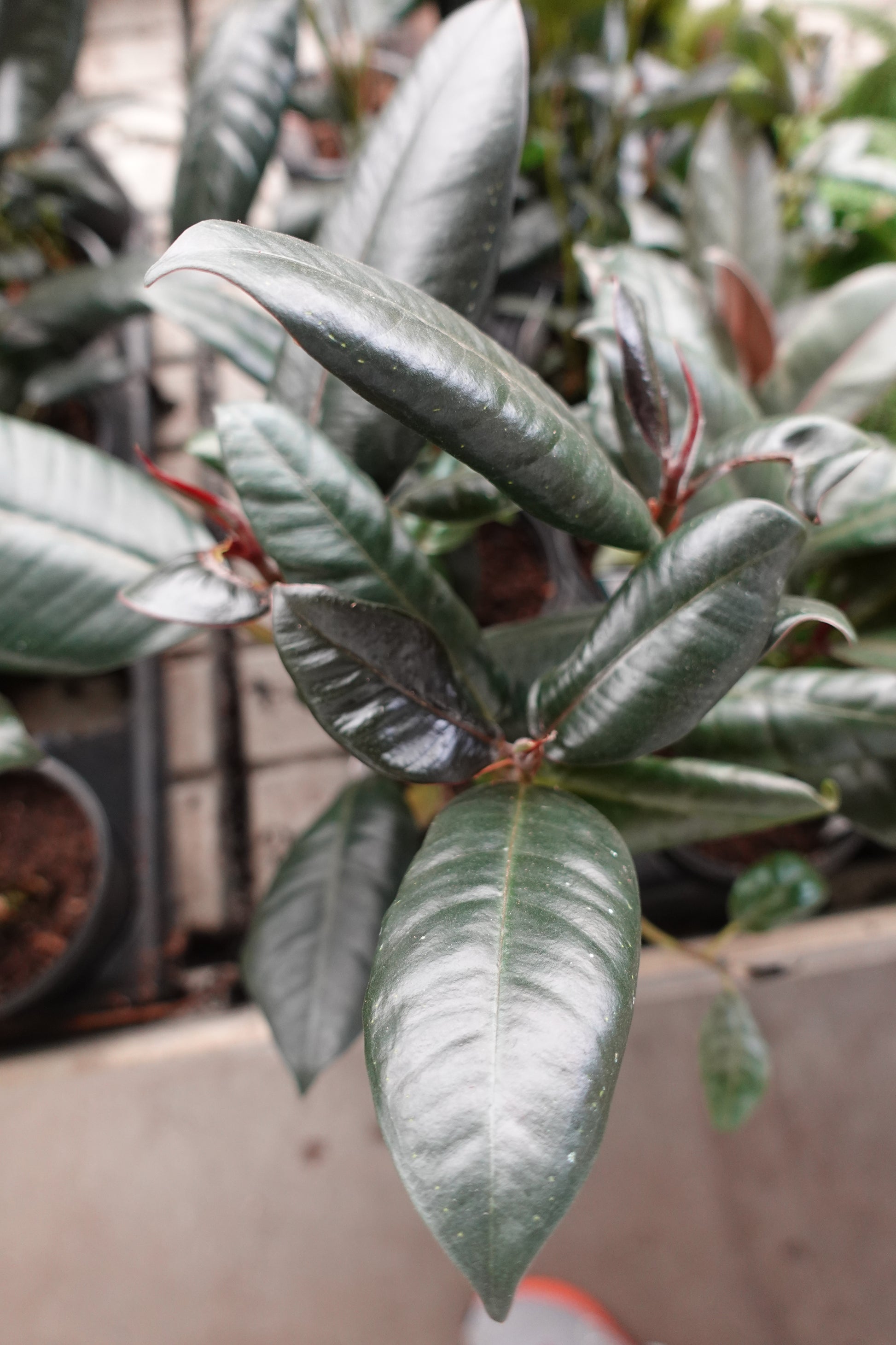rubber tree black prince Ficus Elastica 'Burgundy' (Black Prince) 6" – Bold & Sophisticated Indoor Foliage