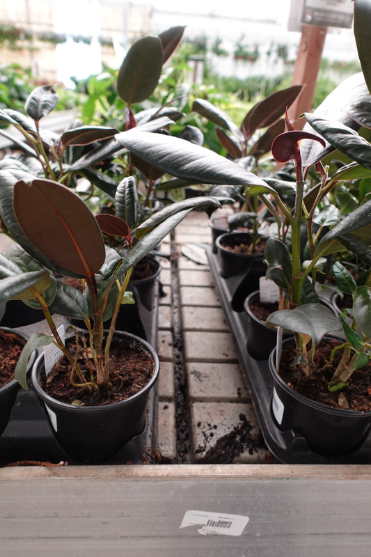 Ficus Elastica 'Burgundy' (Black Prince) 6" – Bold & Sophisticated Indoor Foliage