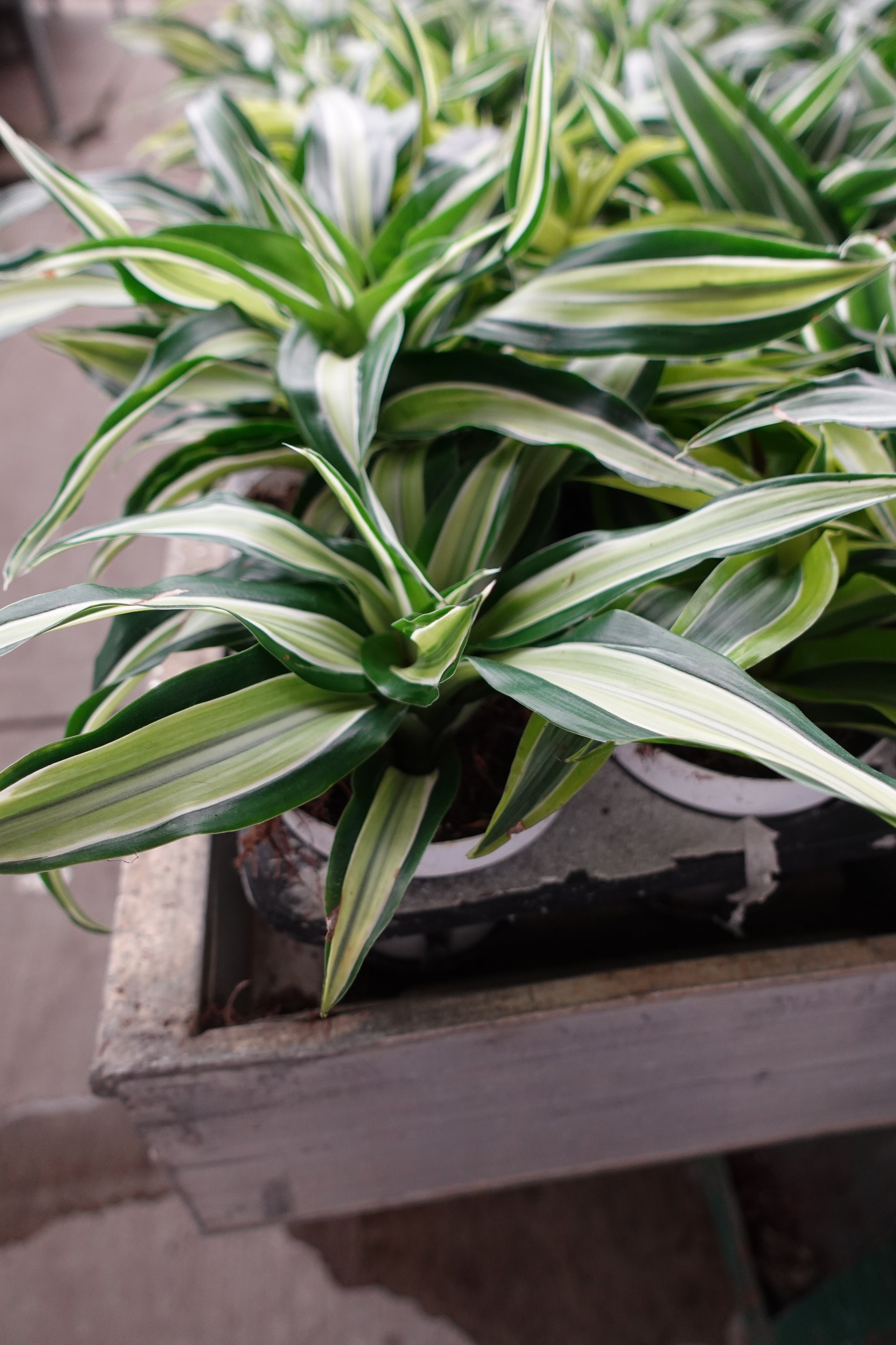 Dracaena Jade Jewel- Live Plant in a 4 Inch Pot - Dracaena Fragrans 'Jade Jewel' - Beautiful Easy Care Indoor Houseplant 1 Plant