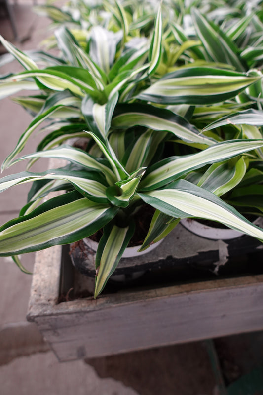 Dracaena 'Jade Jewel' 4" – Striking Variegated Elegance for Modern Spaces