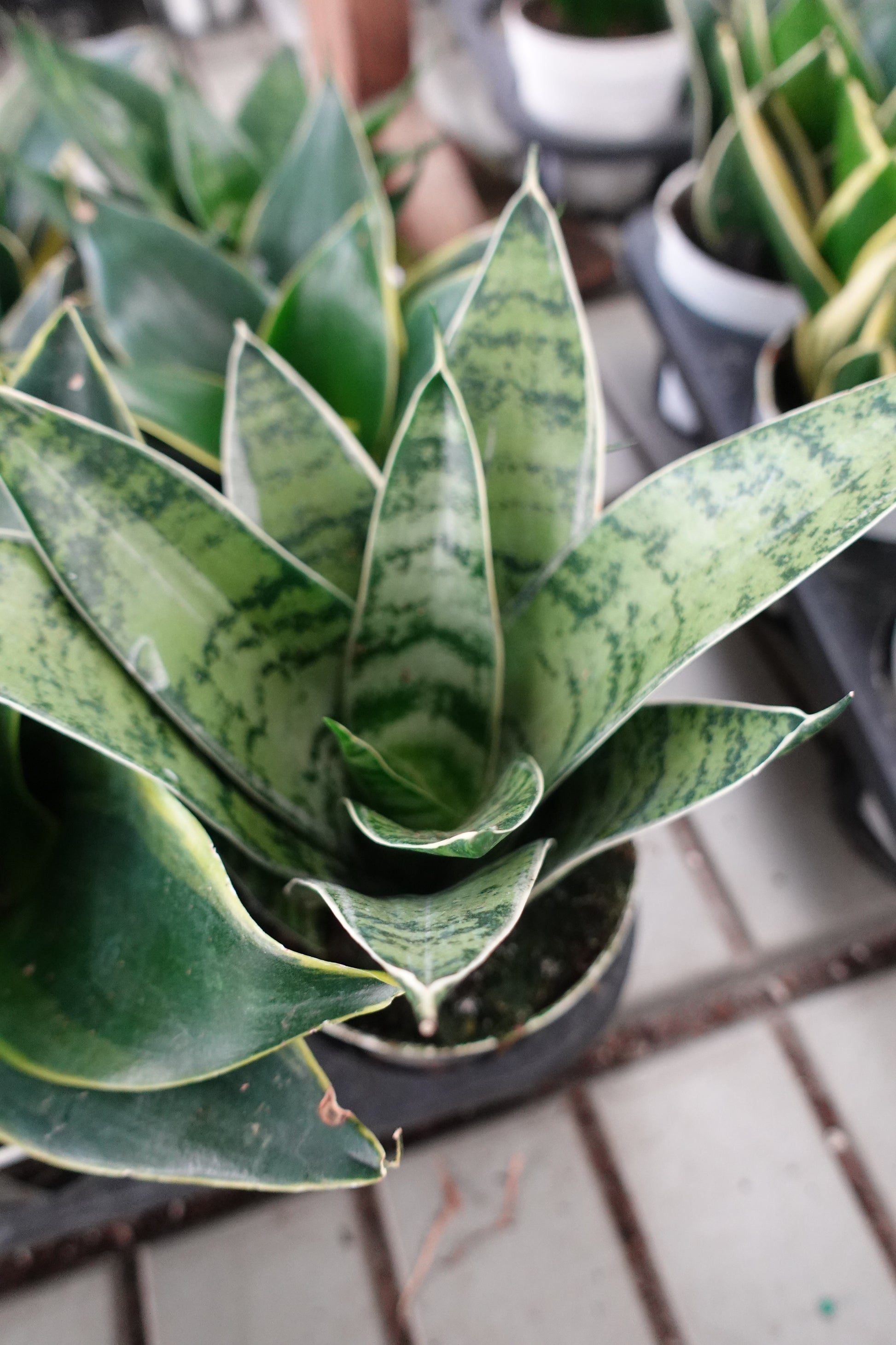 sansevieria silver rose midiovicta Sansevieria hahnii Snake Plant 'Silver Star' 4" – Striking Rosette with Silver-Green Elegance