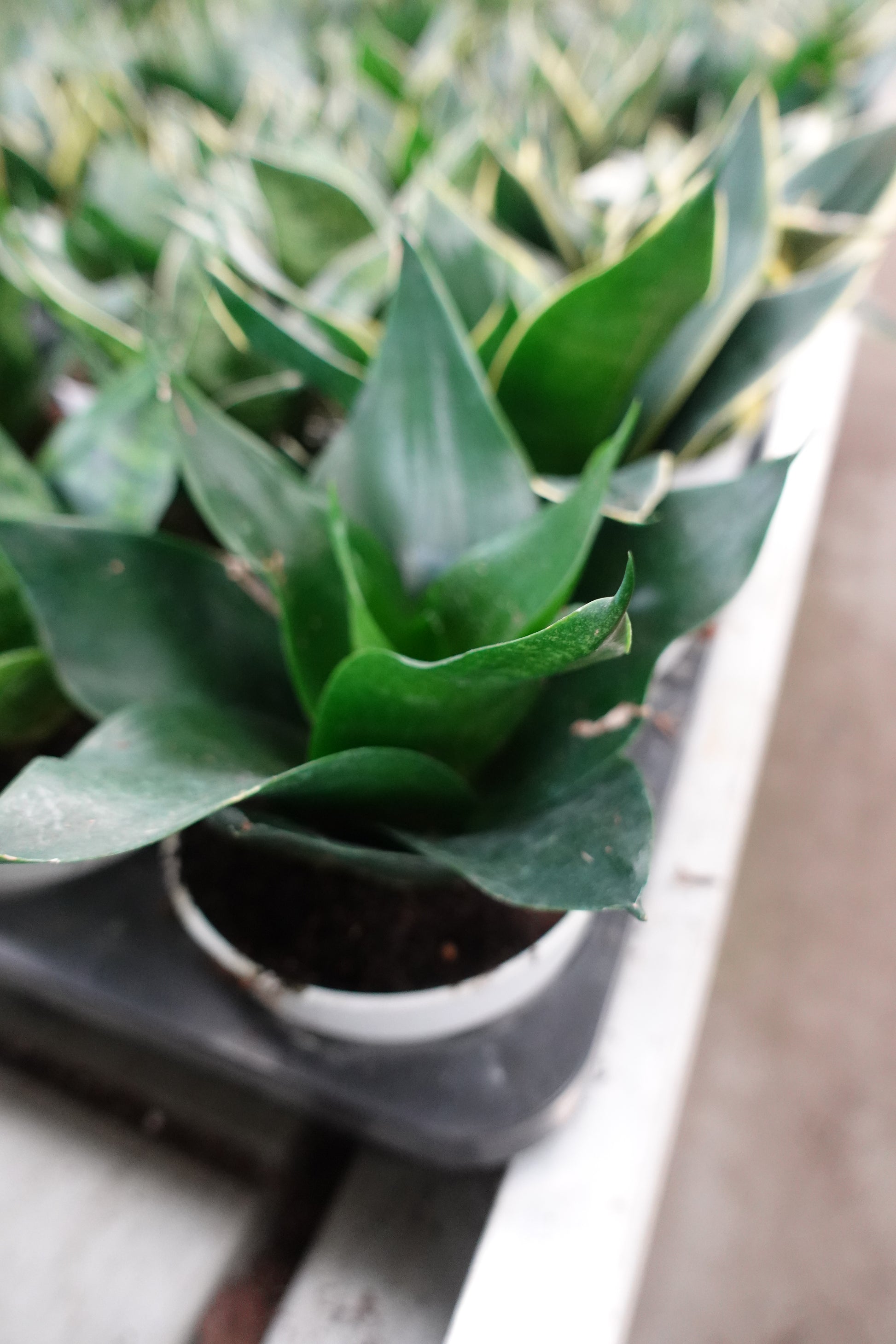sansevieria jade Snake Plant 'Jade' 4" Pot