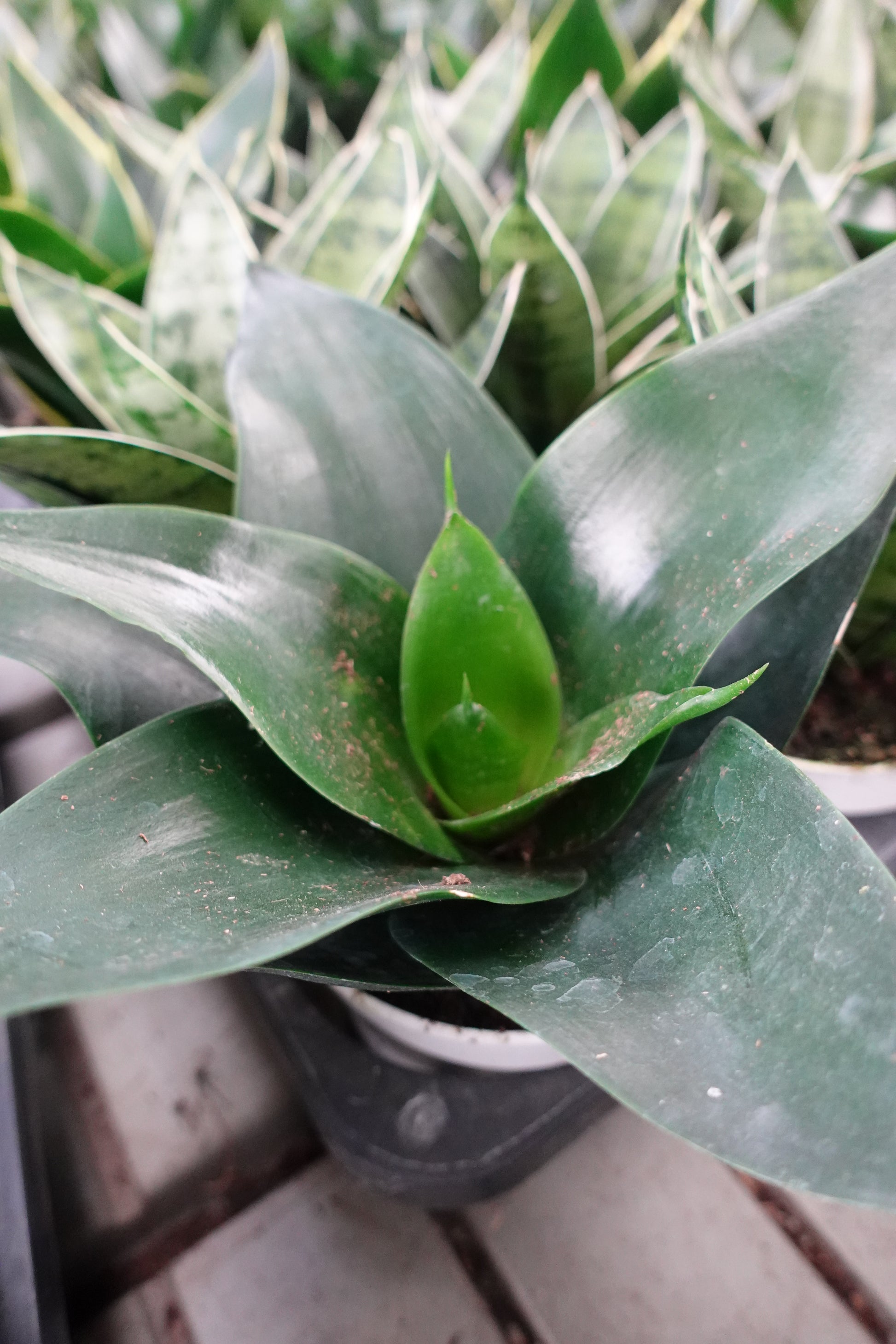hahnii jade snake plant Sansevieria trifasciata 'Jade Star' (4")
