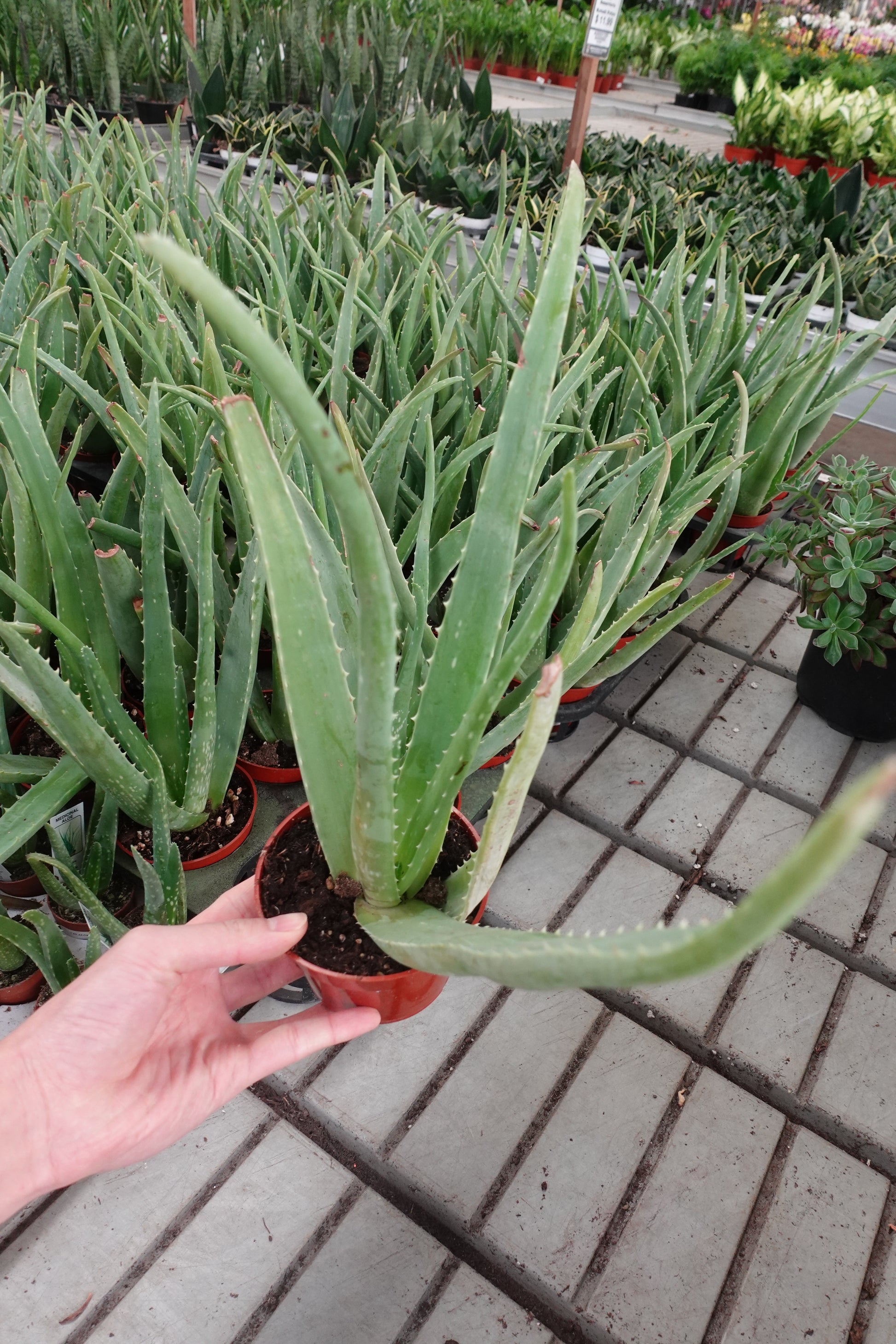 healing succulent plants 4” Aloe Vera – Healing Succulent for Sunny Spaces