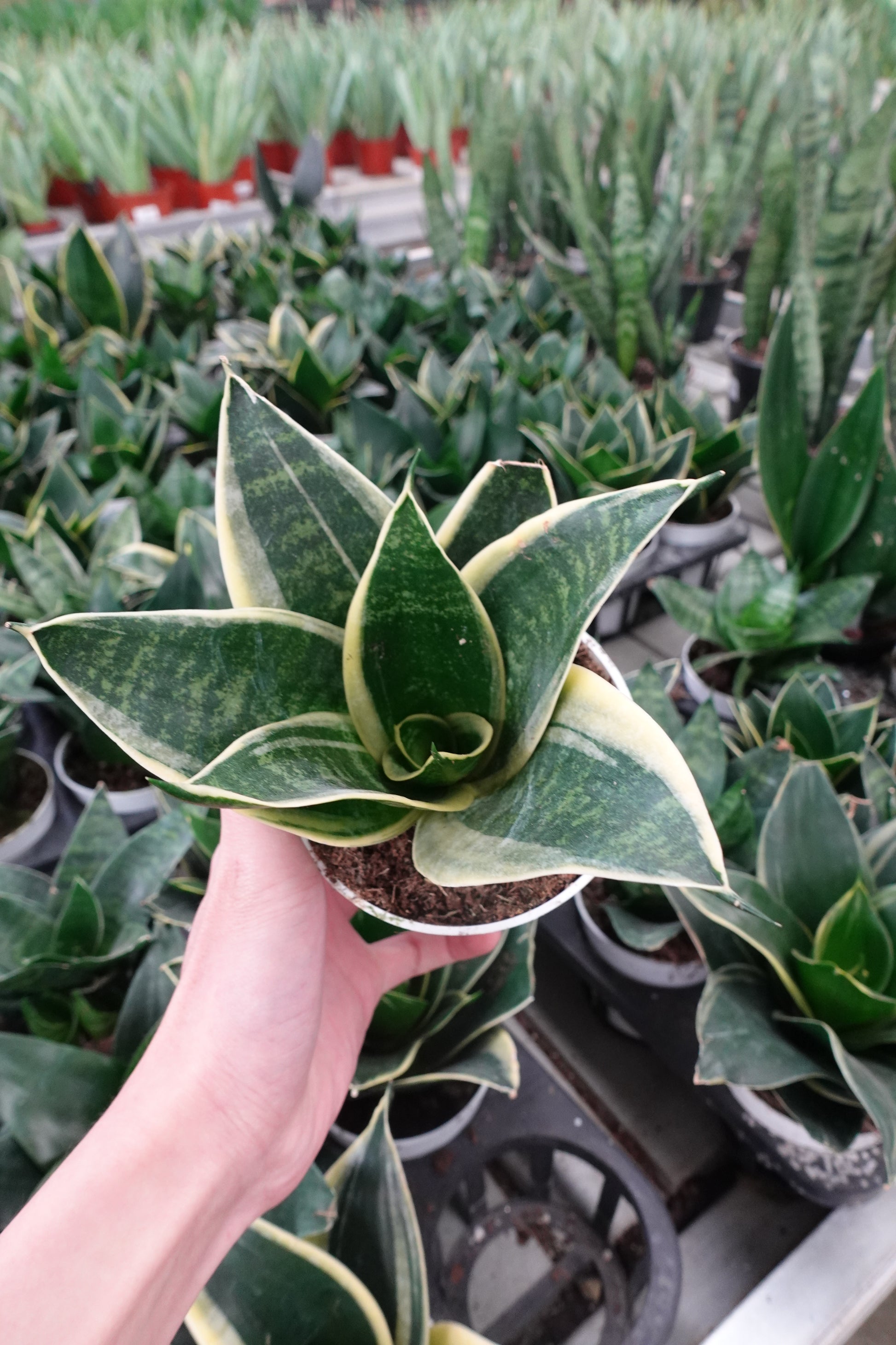 sansevieria trifasciata hahnii snake plant plant Sanke Plant Sansevieria trifasciata 'Jade Pagoda Hahnii' 4" – Compact Jade Beauty with Bold Structure