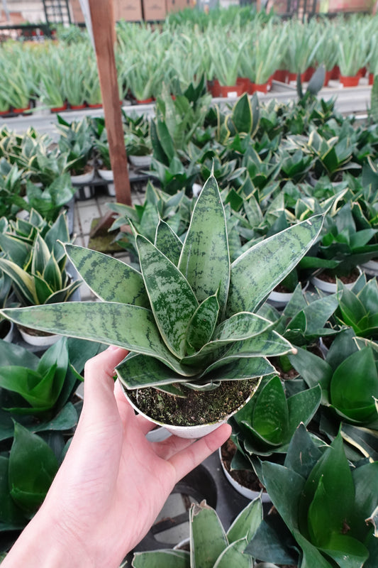 Sansevieria hahnii Snake Plant 'Silver Star' 4" – Striking Rosette with Silver-Green Elegance