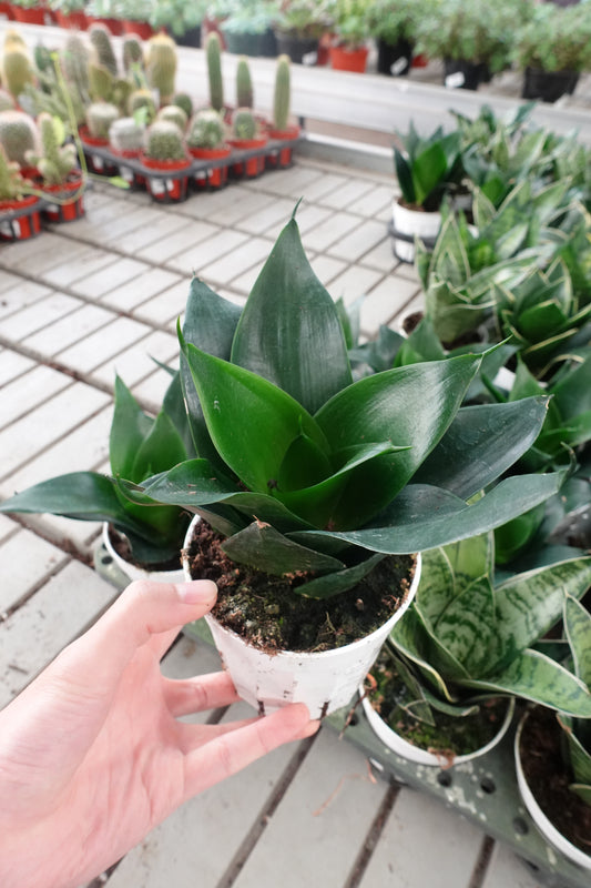 Snake Plant 'Jade Hahnii' 4" – Compact & Tough Beauty for Any Space