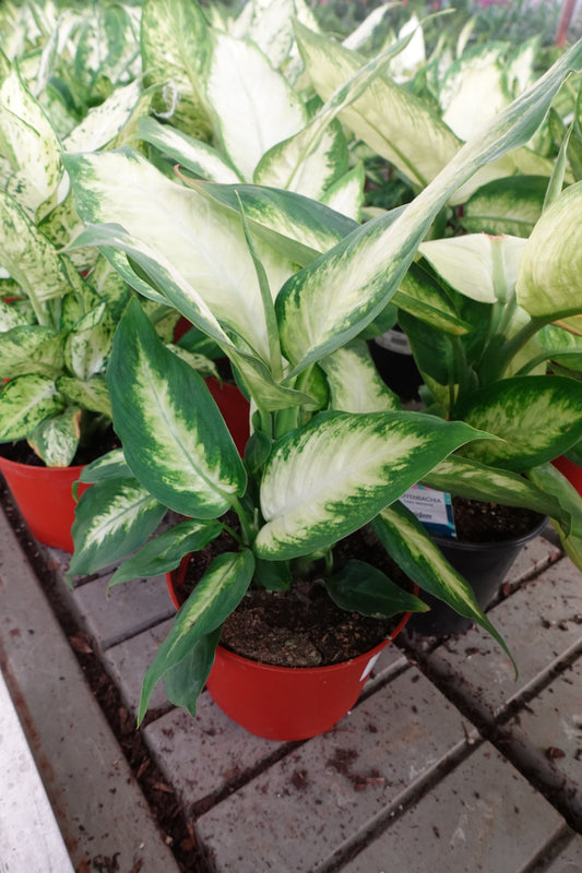 Dieffenbachia 'Camille' 6" – Elegant Variegation with Tropical Flair