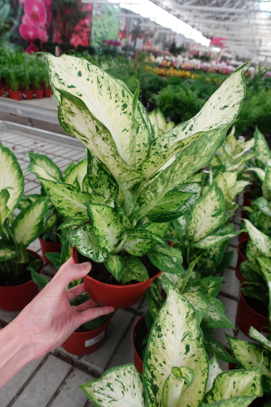 Dieffenbachia 'Amy' – Bold Variegated Foliage for Effortless Indoor Style