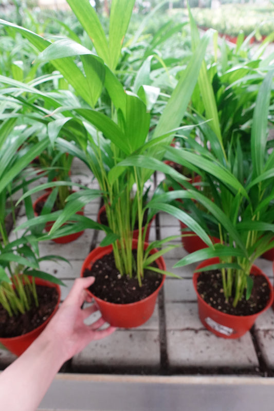 Areca Palm 6" – Air-Purifying Tropical Elegance for Indoors