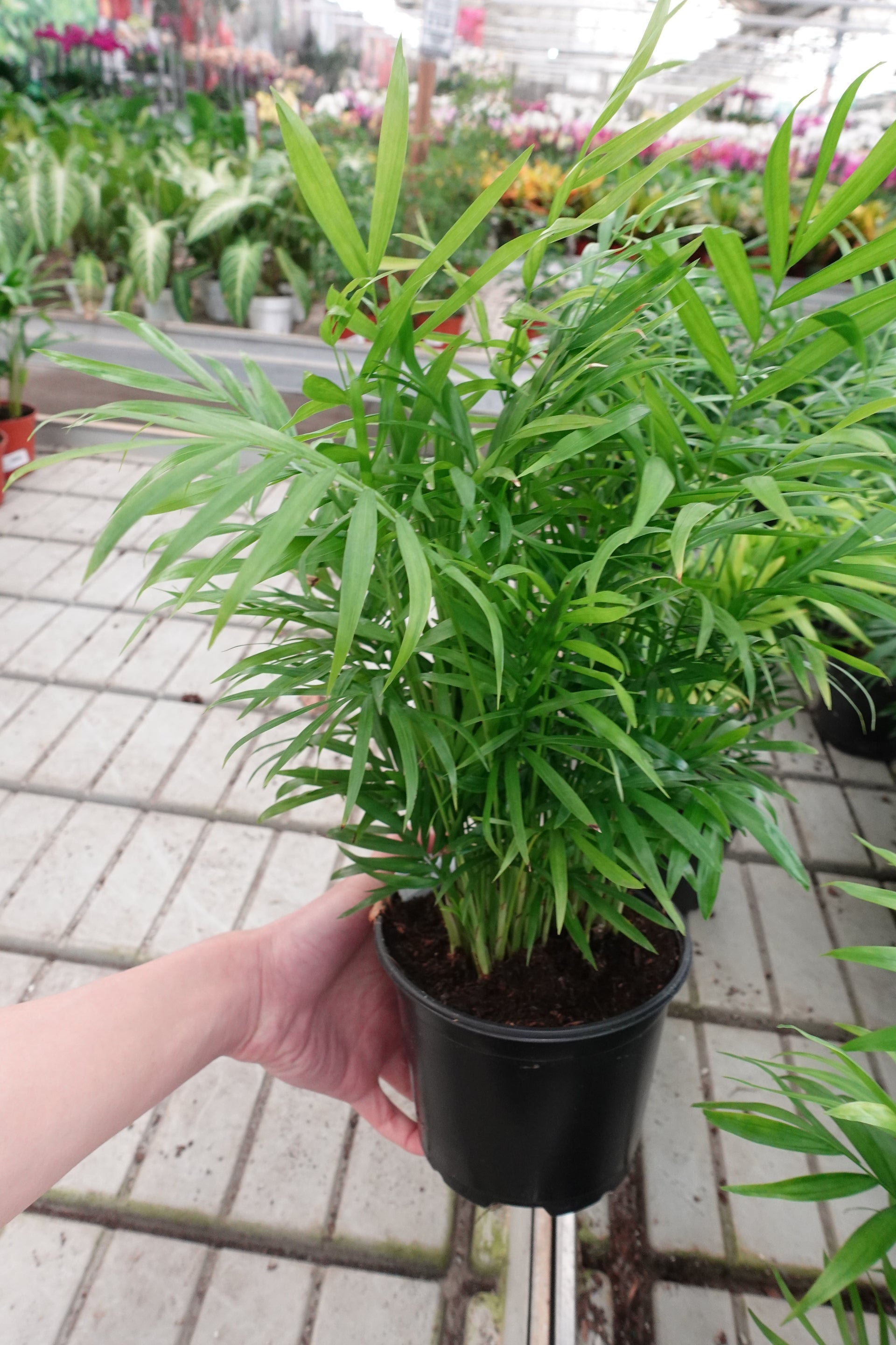 tropical neanthe bella palm plant 6'' Neanthe Bella Palm