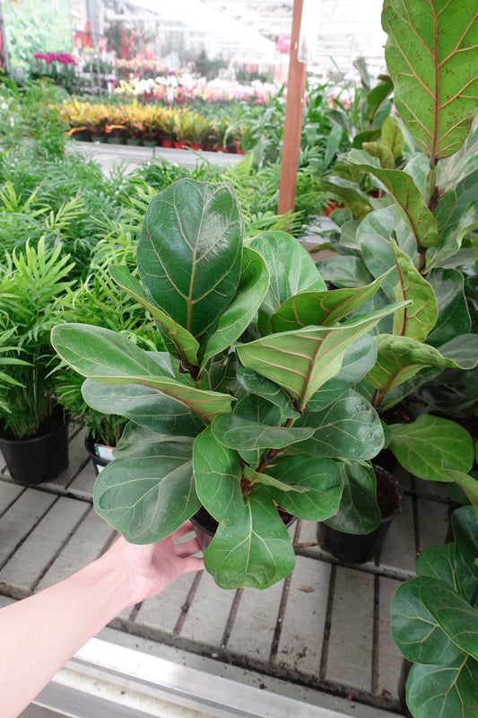 Ficus Fiddle Leaf Fig 6" – Iconic Ficus lyrata for Bold Indoor Style