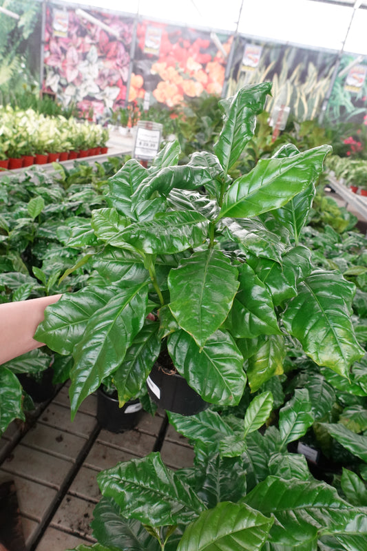 Coffee Plant (Coffea arabica) 6" – Lush Green Leaves & Fresh Coffee Vibes