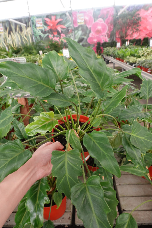 Philodendron Xanadu 6" – Lush Tropical Foliage for Home or Office