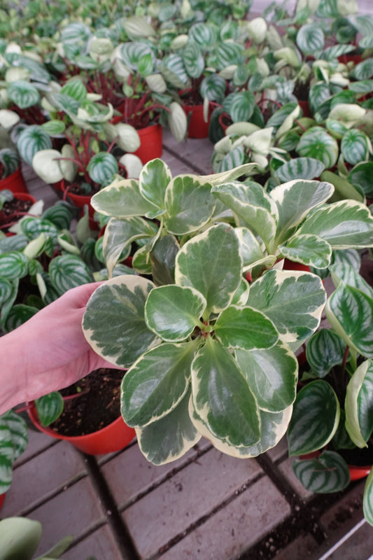 Peperomia 'Citrus Variegated' 6" – Lemon-Lime Variegated Radiator Plant