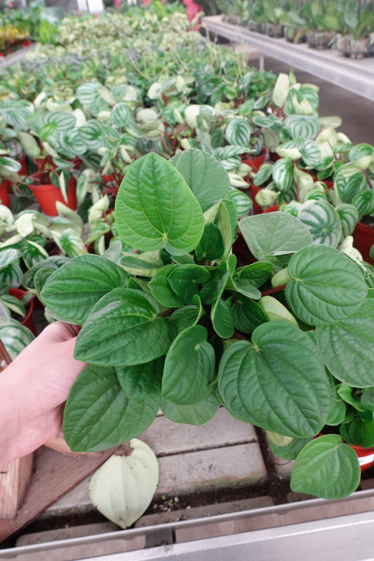 Peperomia ‘Rana Verde’ 6" – Soft-Leaf Radiator Plant / Peperomia albovittata