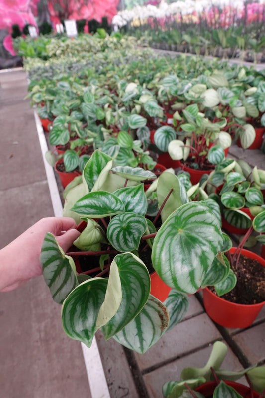Watermelon Peperomia 6" – Peperomia argyreia / Watermelon Begonia / Radiator Plant