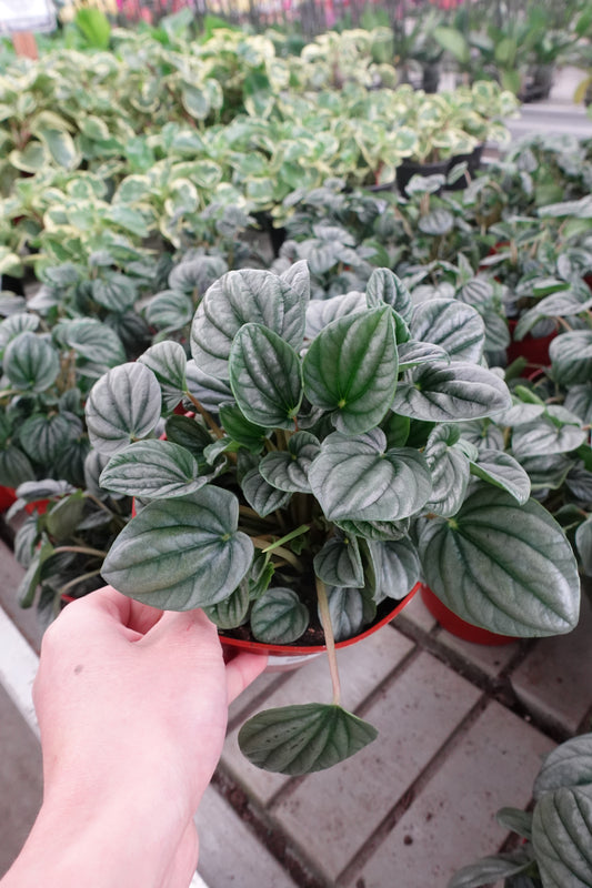 Peperomia 'Silver Frost' 6" – Compact Silver-Striped Houseplant