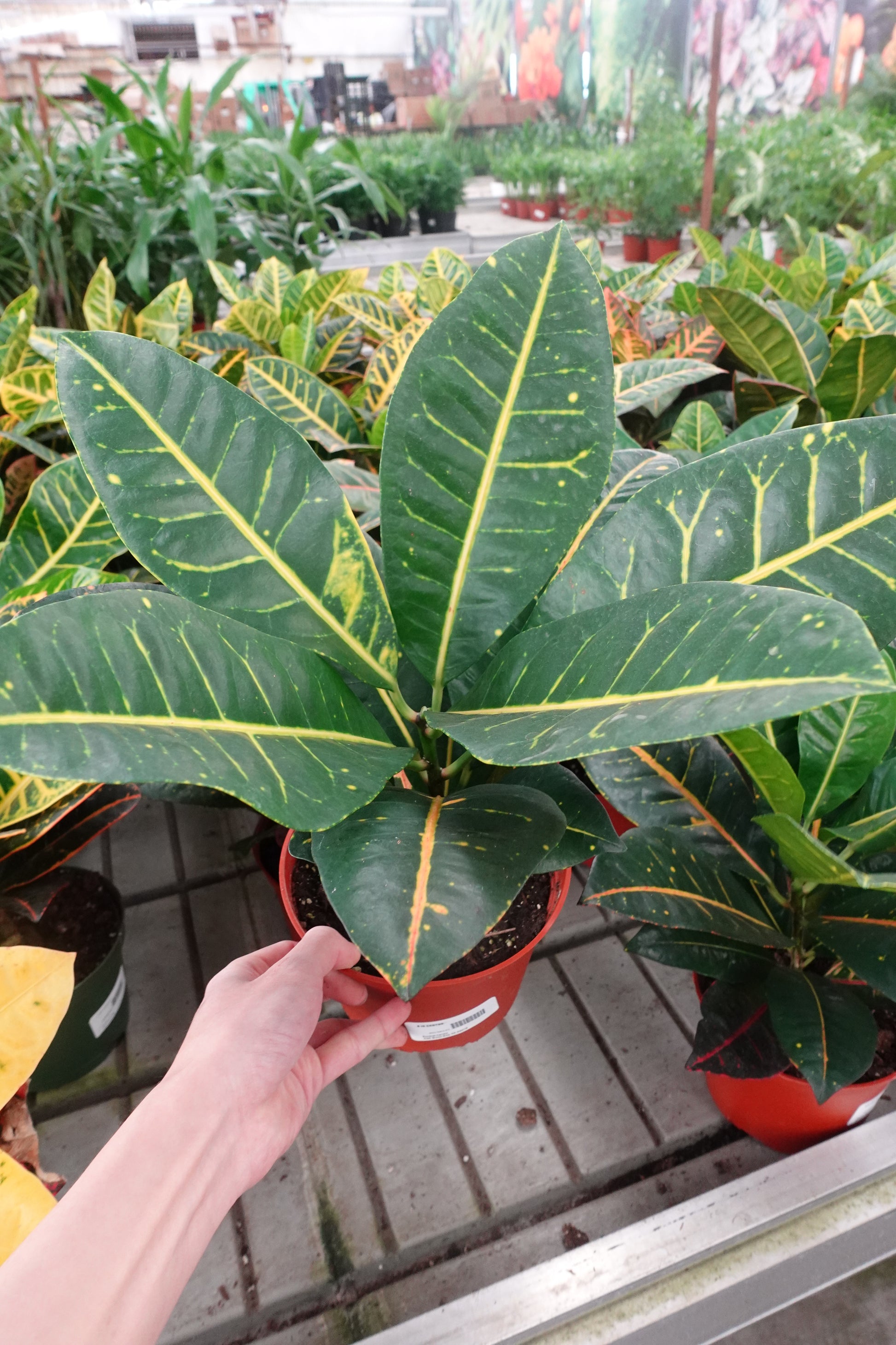 croton potted plant 4" Croton Plant – Codiaeum variegatum / Garden Croton / Colorful Folia – Enchanted Grow