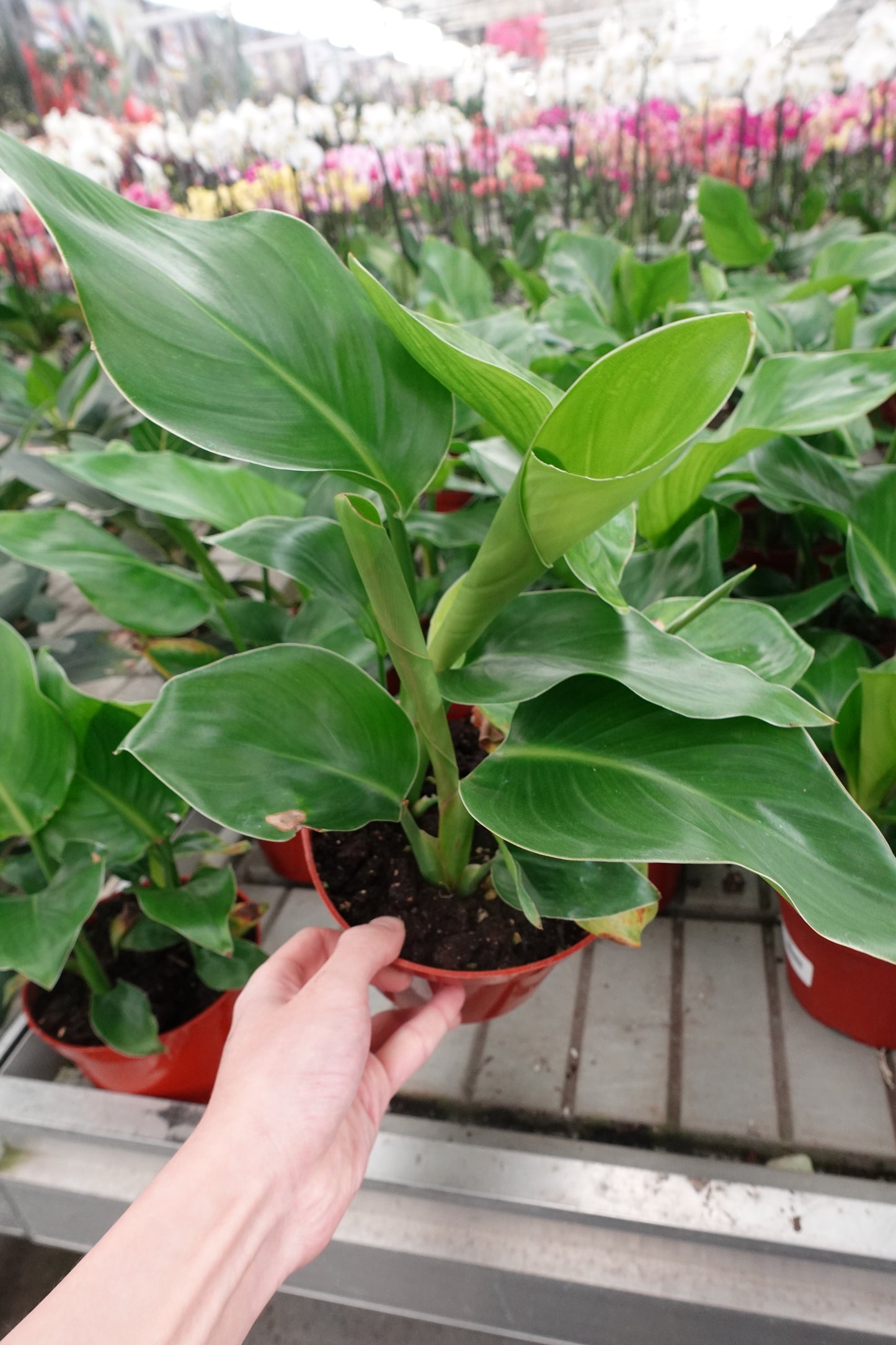Ficus Audrey 6" – Modern Indoor Tree with Velvety Green Leaves