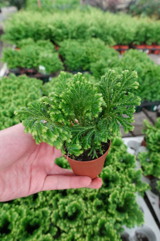 Selaginella Moss 2"– Spikemoss / Clubmoss / Resurrection Plant