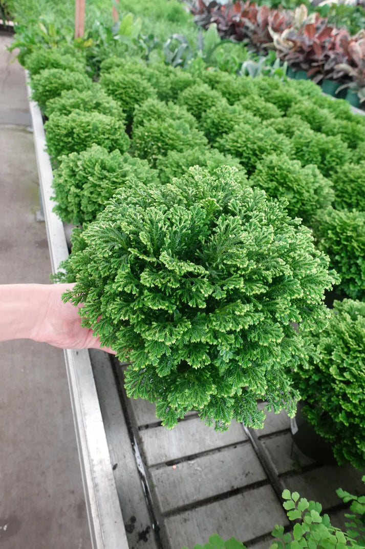 6" Selaginella Moss – Lush Green Fern-Like Indoor Plant