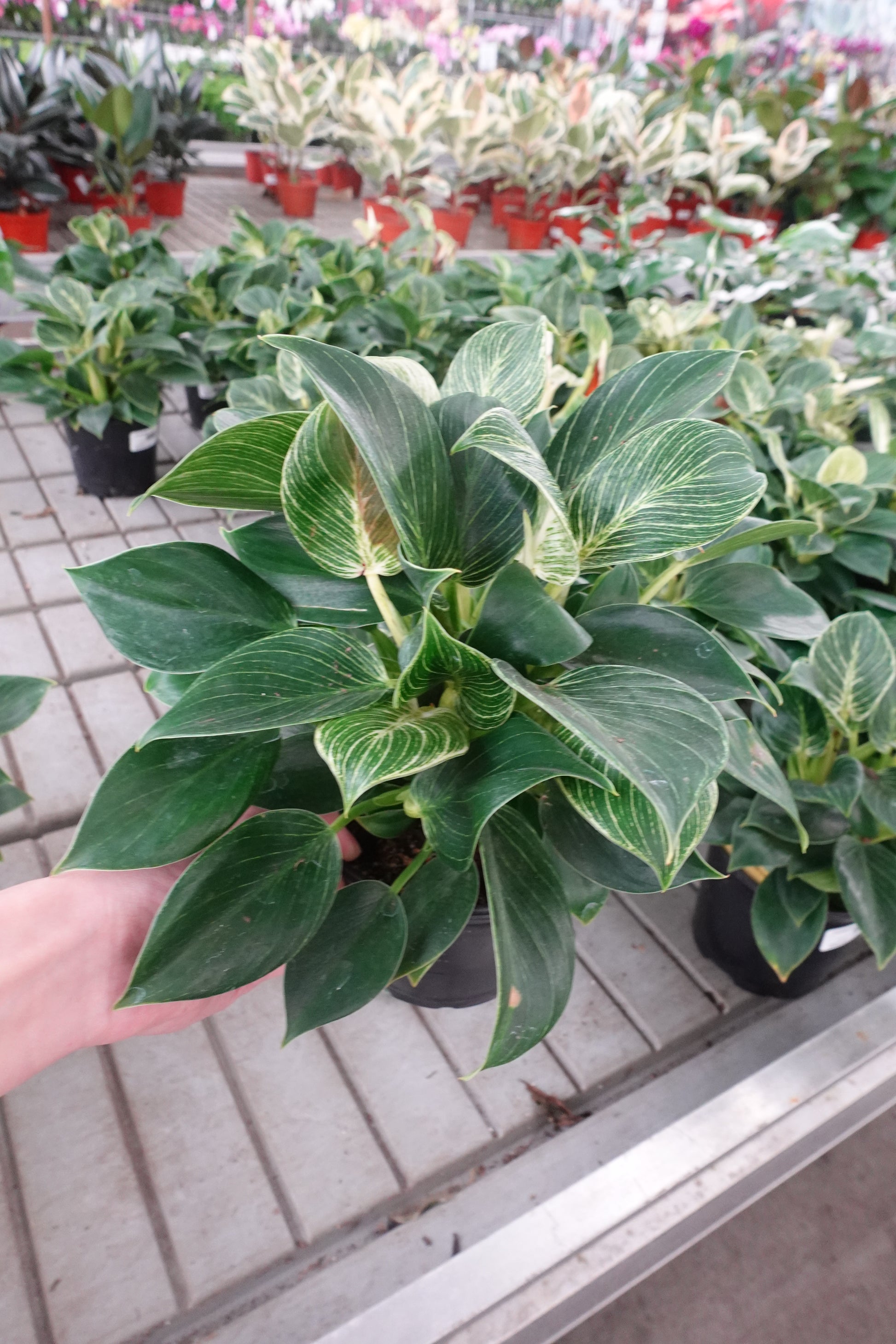 philodendron burkin Philodendron ‘Birkin’ 4" – Striking White-Pinstriped Tropical Houseplant (Copy)