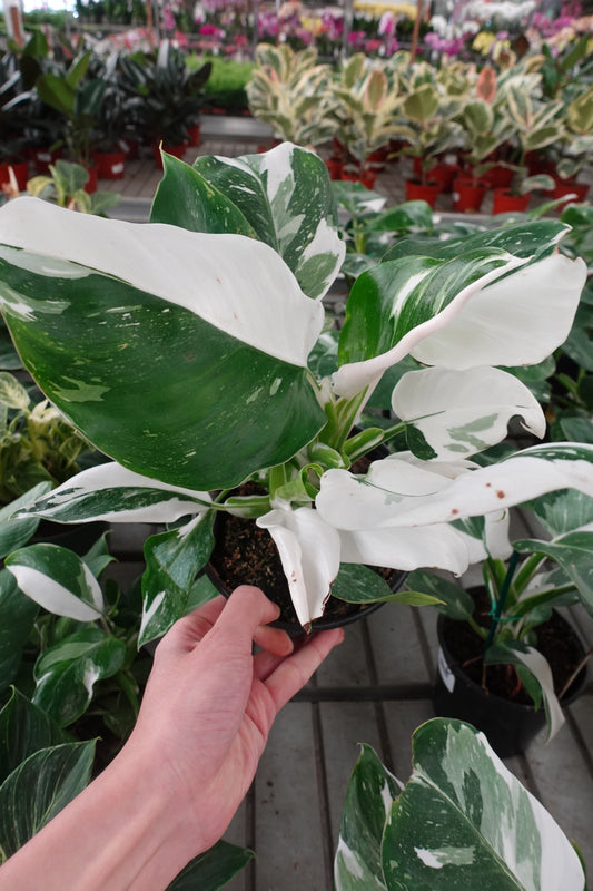 Philodendron 'White Princess' 6" – Elegant White-Variegated Tropical Aroid