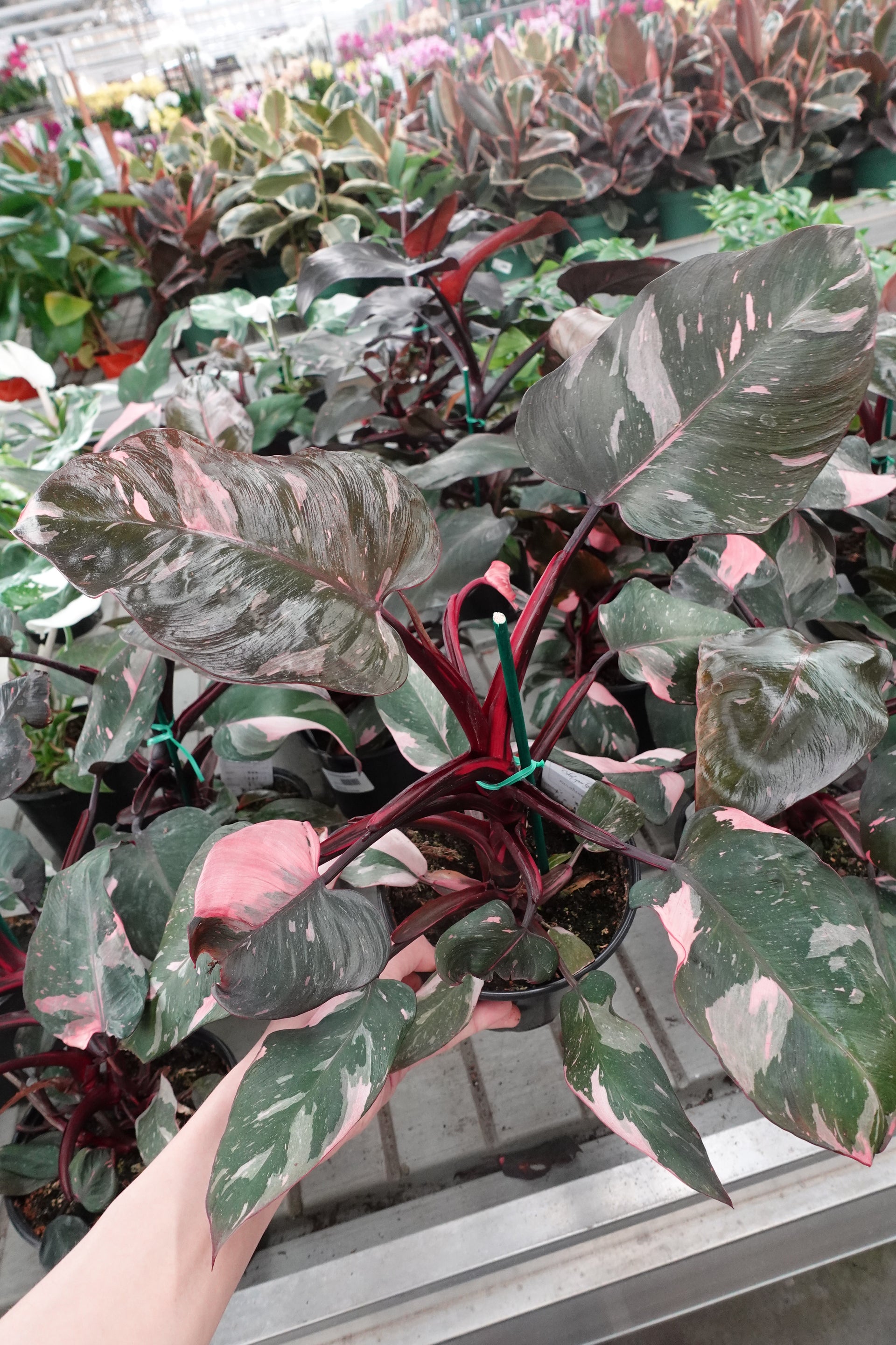 Philodendron Pink Princess Galaxy variegated Grower's Choice *Now In Stock* (6115P:G)