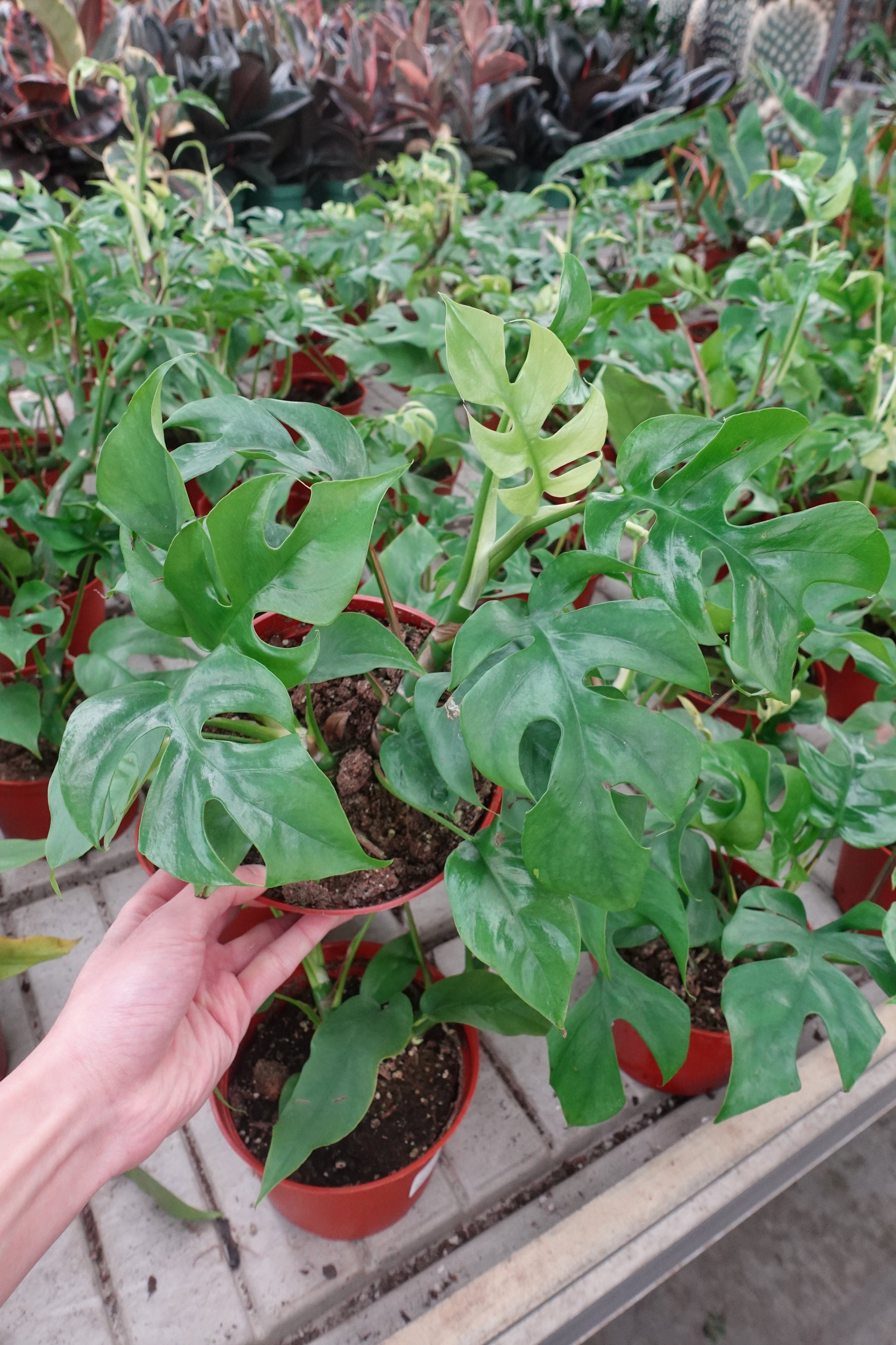 mini monstera rhaphidophora tetrasperma Mini Monstera 6" – Rhaphidophora tetrasperma / Mini Split-Leaf Philodendron