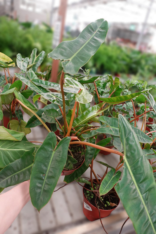 Philodendron Billietiae 6" – Iconic Tropical Foliage for Stylish Spaces