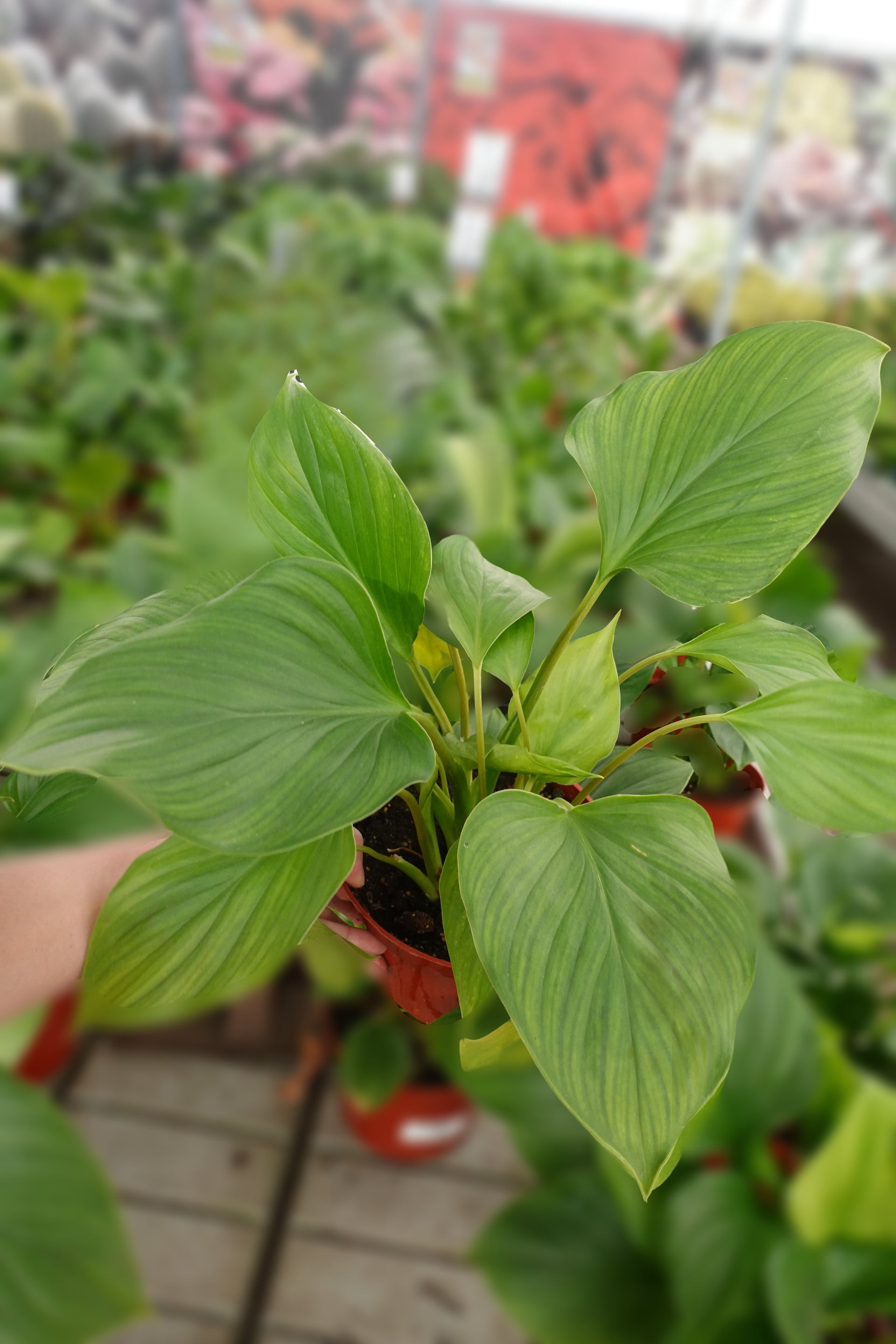 philodendron emerald gem Homalomena Plant 6"– Emerald Gem / Queen of Hearts / Shield Plant – Enchanted Grow