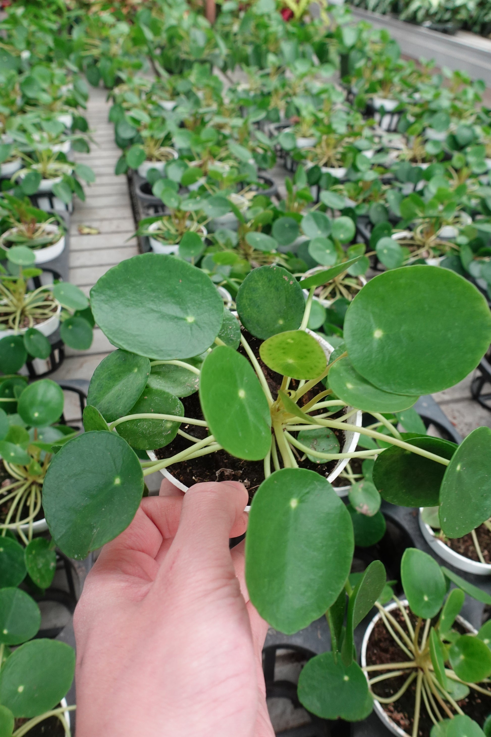 pancake money plant Chinese Money Plant (Pilea peperomioides) 4" – Pancake Plant / UFO Pla – Enchanted Grow