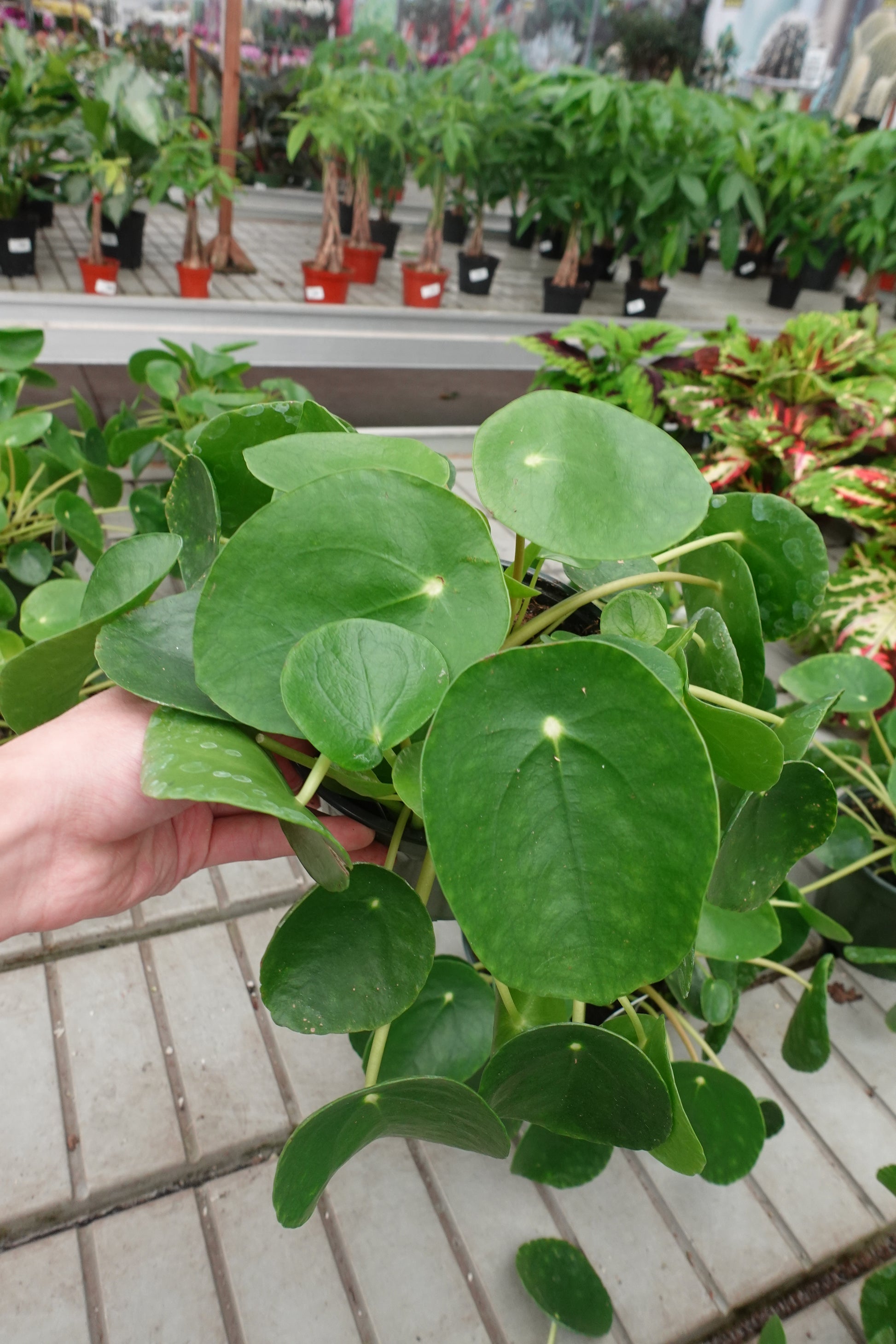 peperomia money plant Chinese Money Plant (Pilea peperomioides) 6" – Pancake Plant / UFO Plant / Missionary Plant