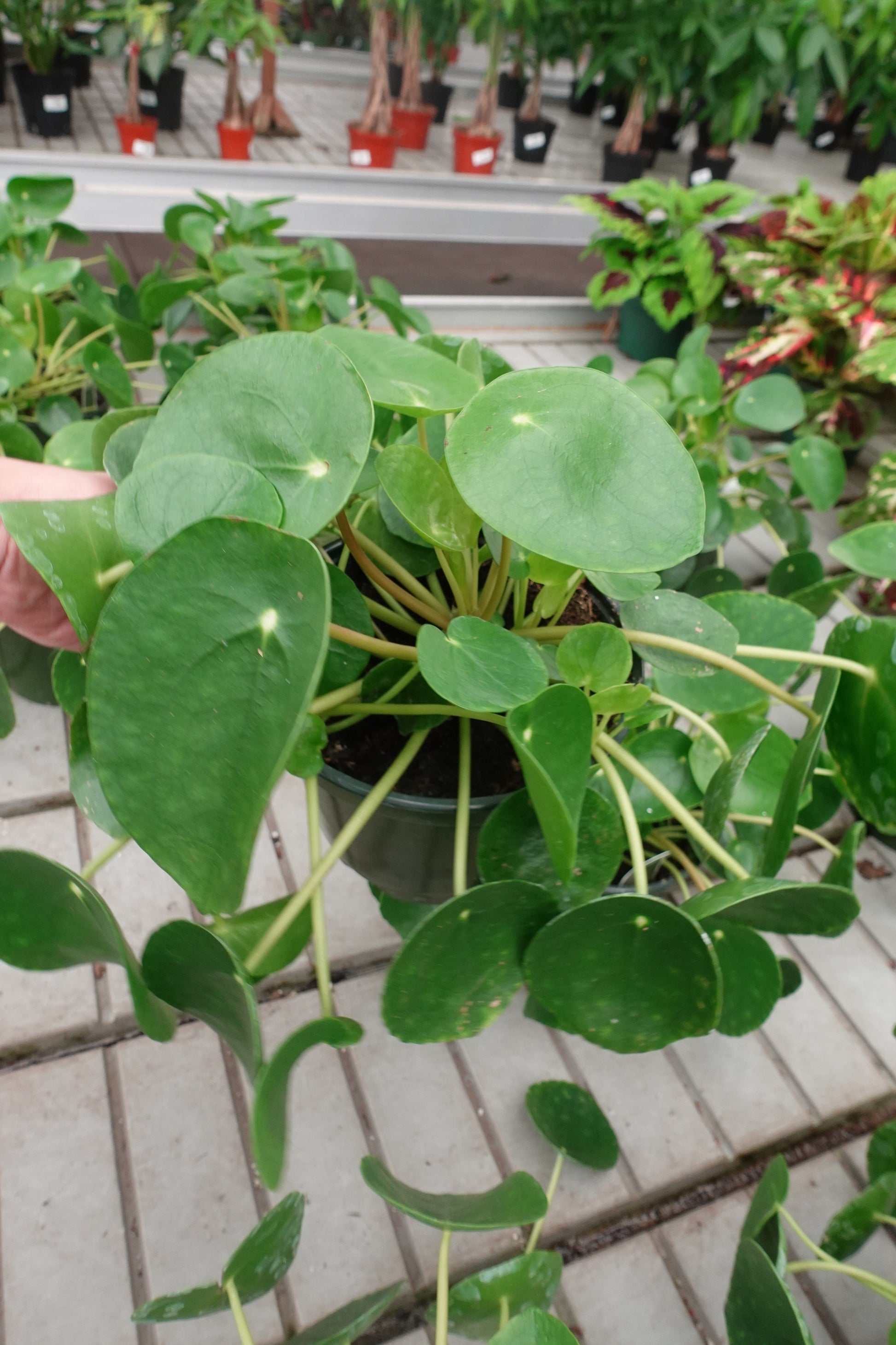 pilea peperomioides - chinese money plant Chinese Money Plant (Pilea peperomioides) 6" – Pancake Plant / UFO Plant / Missionary Plant
