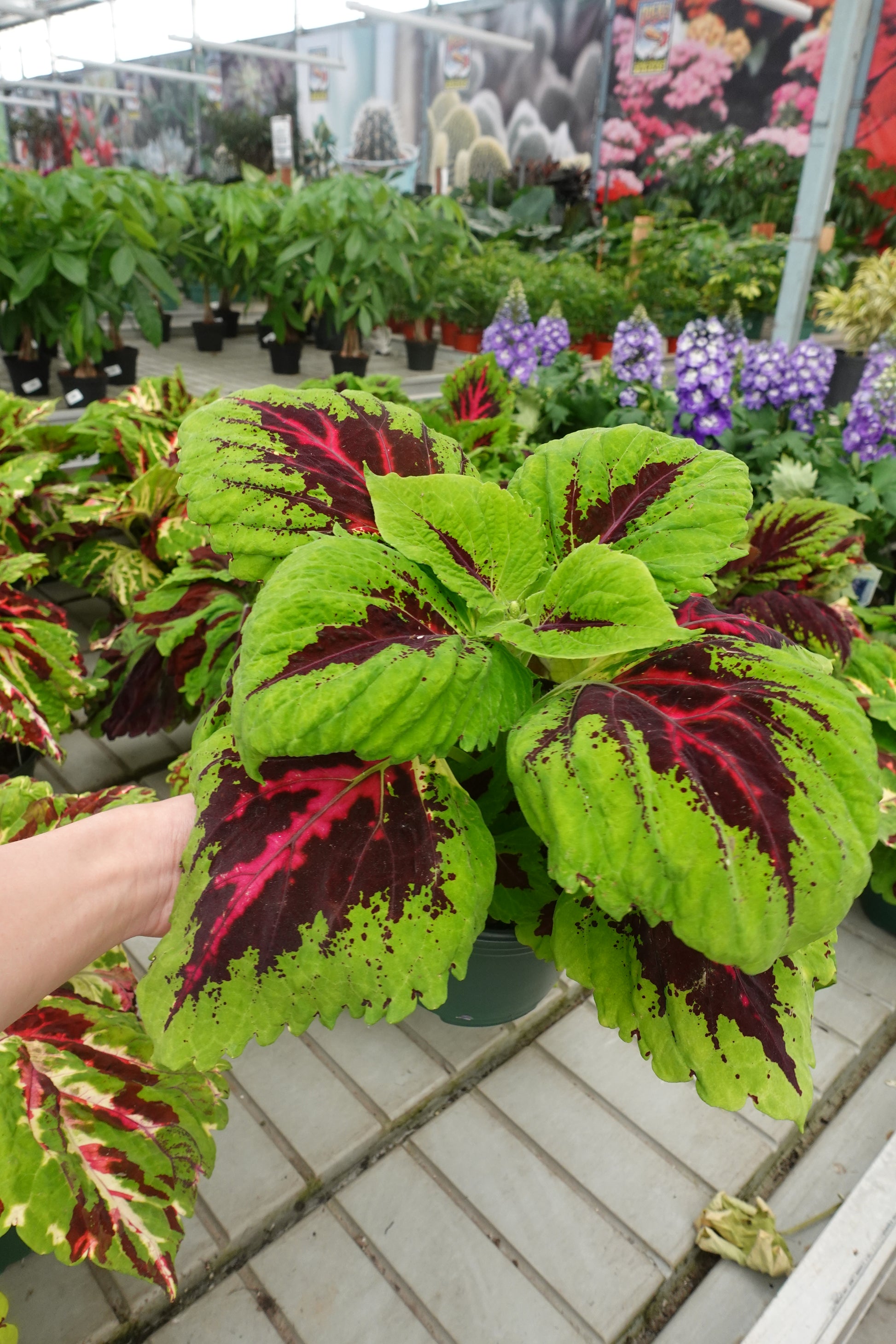 coleus house plants for sale Coleus ‘Kong’ Series 6" – Premium Shade Foliage with Giant, Colorful Leaves