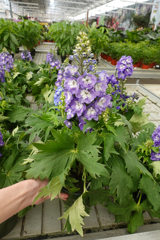 Delphinium ‘Purple Candle’ Larkspur 4" – Tall Spires of Deep Blue Blooms