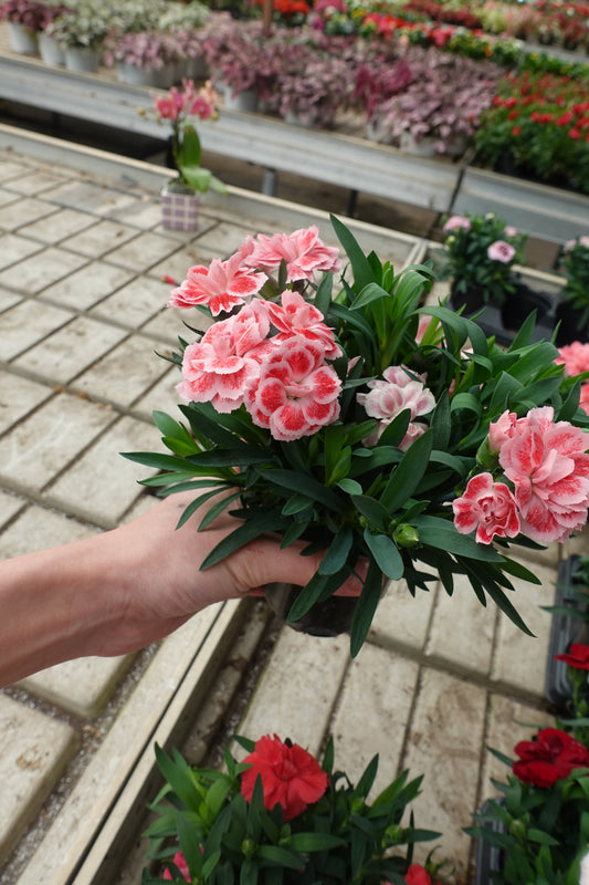 Carnation ‘Oscar White & Red’ 4" – Bi-Color Blooms with Frilled Edges for Cut Flowers & Borders