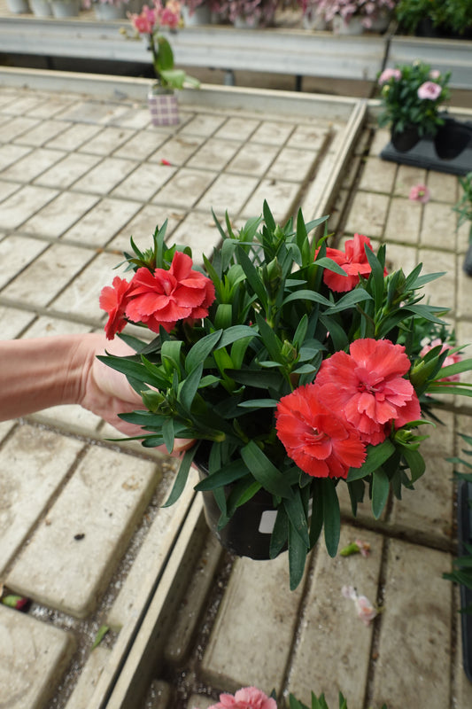 Carnation ‘Carmen Cherry Orange’ 4" – Deep Red Frilled Blooms for Cut Flower Gardens & Borders